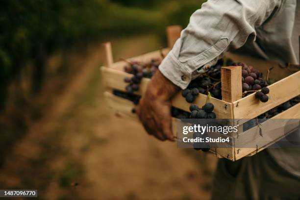 photo of a man carrying a crate full of grapes while picking them in his vineyard. - wijngaard stockfoto's en -beelden