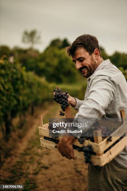 foto de un hombre cargando una caja llena de uvas mientras las recoge en su viñedo. - vendimia fotografías e imágenes de stock