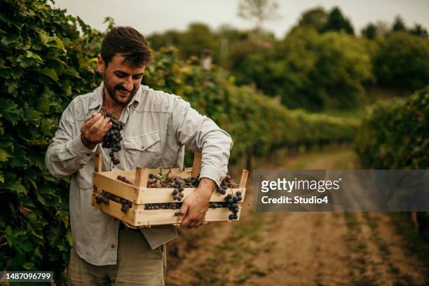 photo of a man carrying a crate full of grapes while picking them in his vineyard. - vintner stock pictures, royalty-free photos & images