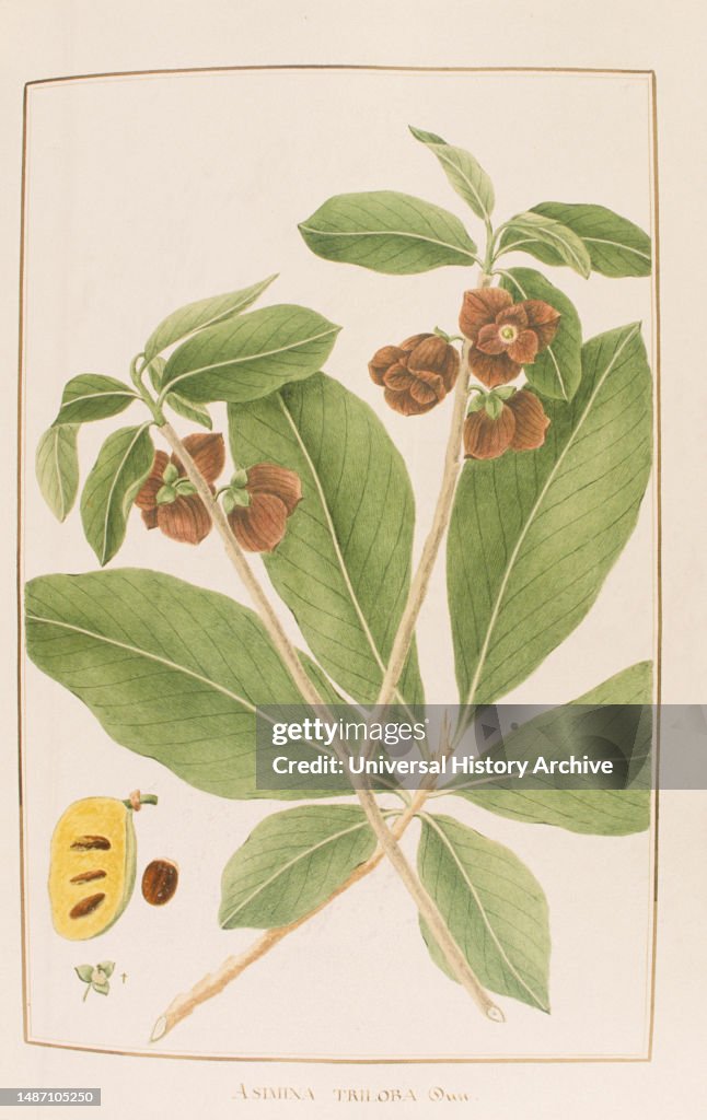 Asimina triloba, botany table, botanical garden of padova