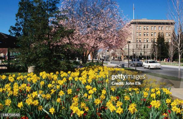 daffodils in downtown. - downtown santa rosa stock pictures, royalty-free photos & images