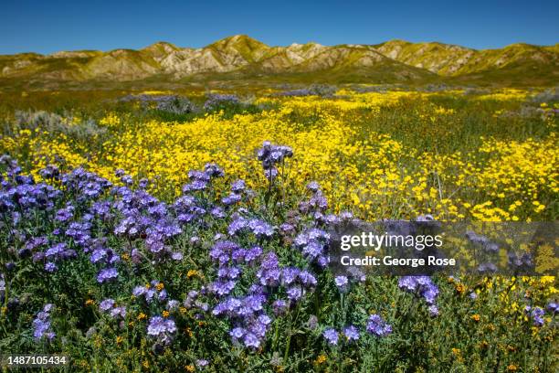 Following recent record-setting rains, the hillsides and pastures are covered in a carpet of goldfields, phacelia, and other wildflowers, drawing...