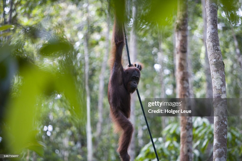 Orang-Utan "Ritchie" in Semongoh Wildlife Rehabilitation Center.