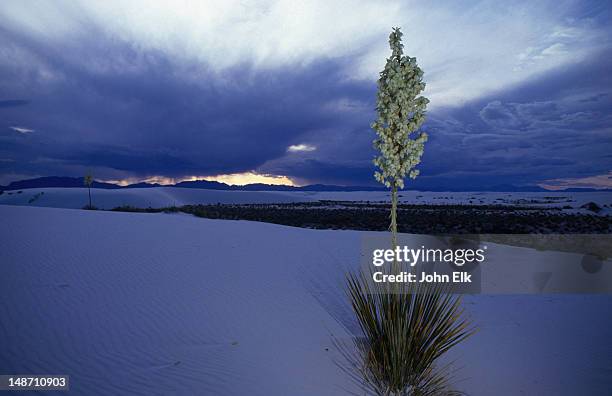 sand dune with yucca. - yucca stock pictures, royalty-free photos & images