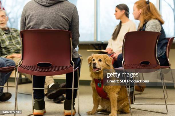 low angle view support dog attending group therapy with owner - dog family stock pictures, royalty-free photos & images