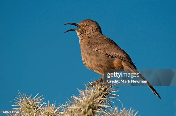 cactus wren atop saguaro cactus at organpipe cactus national monument. - organ pipe cactus national monument stock pictures, royalty-free photos & images