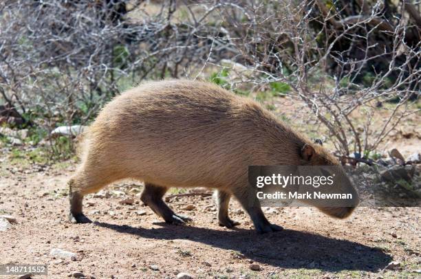 capybara (hydrochoerus hydrochaeris). - capybara ストックフォトと画像