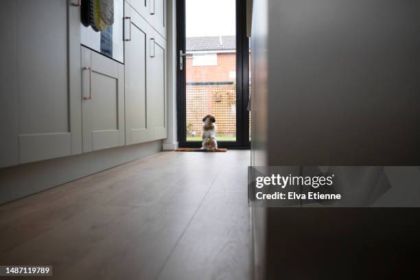 young puppy in a domestic kitchen, scratching at a patio door to be let out into a back garden. - back scratch stock pictures, royalty-free photos & images
