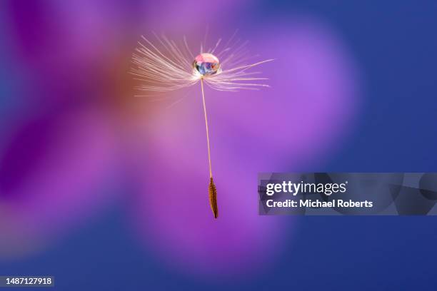 close up of dandelion seed floating in the air with water droplet - close up on dandelion spores stock pictures, royalty-free photos & images