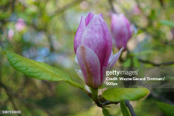 close-up of pink flower buds,richmond,united kingdom,uk - wayne gerard trotman stockfoto's en -beelden