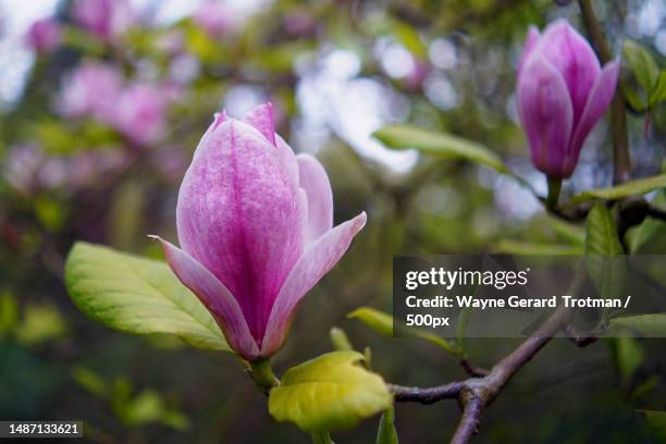 close-up of pink flowering plant,richmond,united kingdom,uk - wayne gerard trotman stockfoto's en -beelden