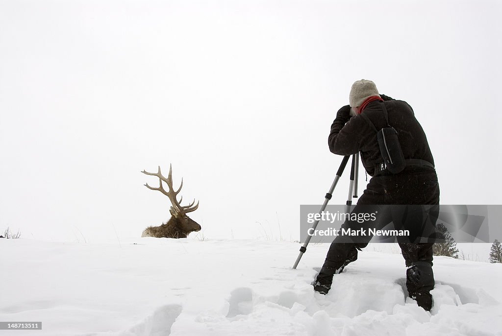Photographer taking photograph of elk in the snow.