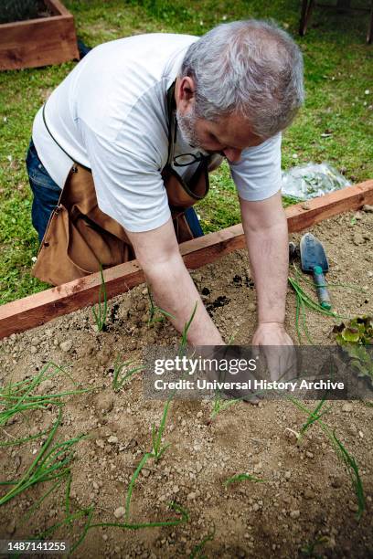 Elderly while planting onions in the vegetable garden.