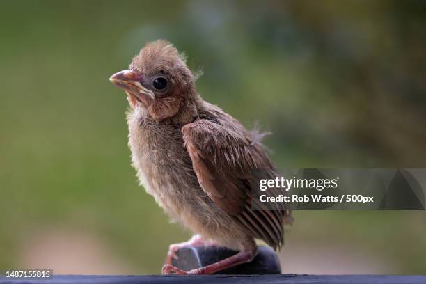 cardinal babies first hour out of nest,shreveport,louisiana,united states,usa - bulbuls stock pictures, royalty-free photos & images
