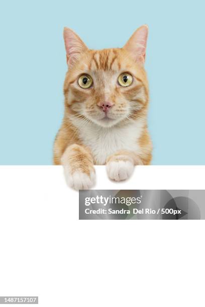 portrait cute ginger orange cat looking at camera isolated on blue pastel background,spain - ginger kitten studio stock pictures, royalty-free photos & images