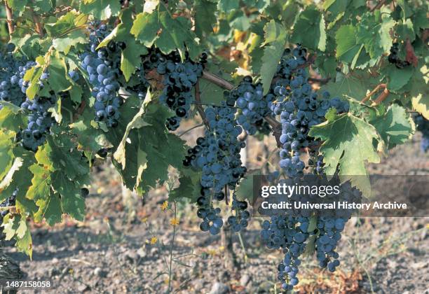 Italy. Basilicata. Aglianico Del Vulture. Vines.