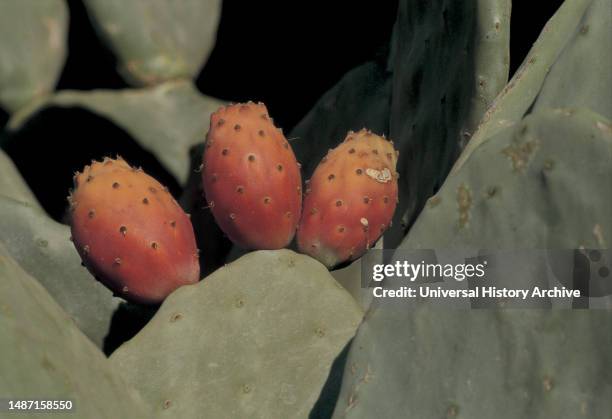Prickly Pears.