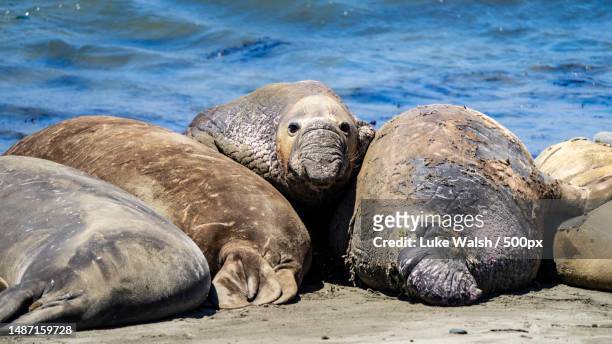 close-up of seal on beach,san luis obispo county,california,united states,usa - southern elephant seal stock pictures, royalty-free photos & images