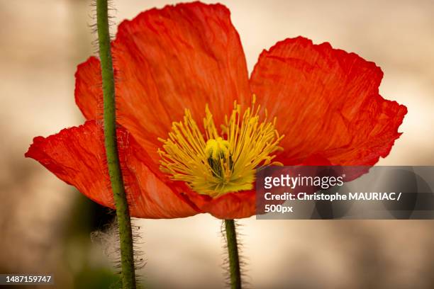 close-up of red poppy flower,loctudy,france - fleur de pavot photos et images de collection