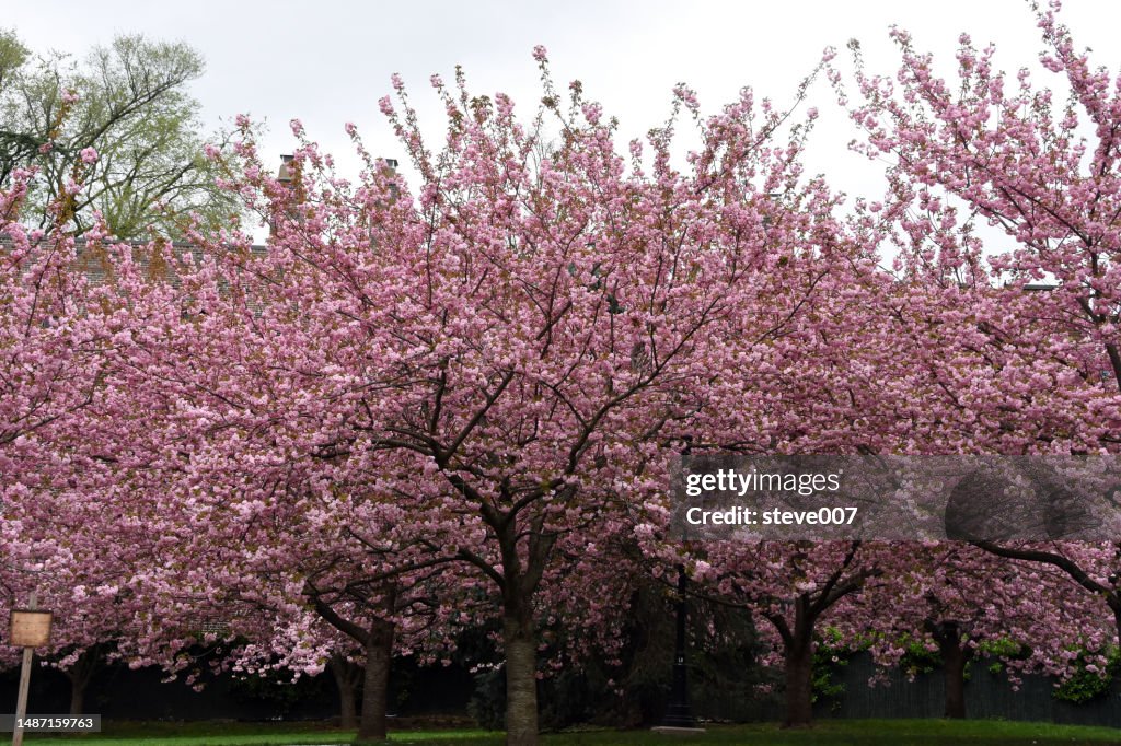 Picture Of Pink Cherry Blossom Trees. Photo Taken Tuesday April 18, 2023.