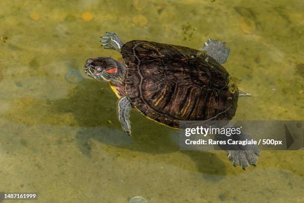 murray river turtle basking on log,romania - freshwater turtle stock pictures, royalty-free photos & images