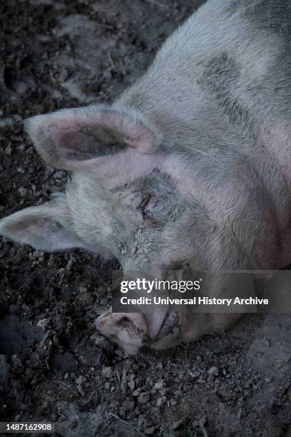 Pig farm, tonco, monferrato.