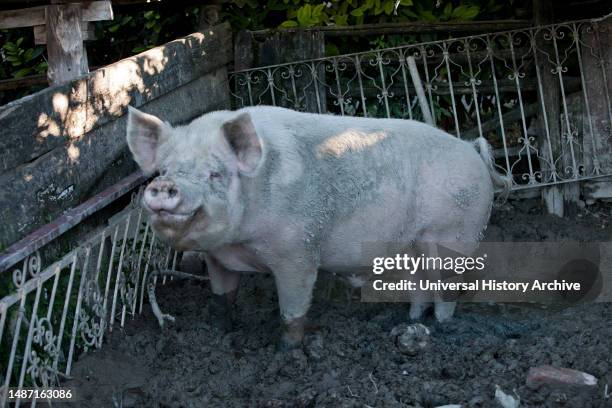 Pig farm, tonco, monferrato.