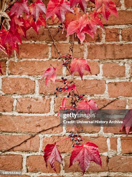 Ivy on a brick wall.