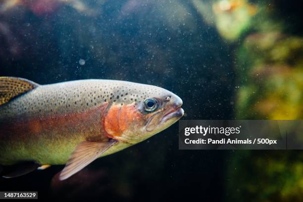 close-up of perch swimming in aquarium - perch fish stock pictures, royalty-free photos & images