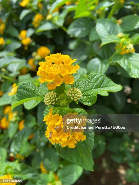 close-up of yellow flowering plant - lantana stock pictures, royalty-free photos & images