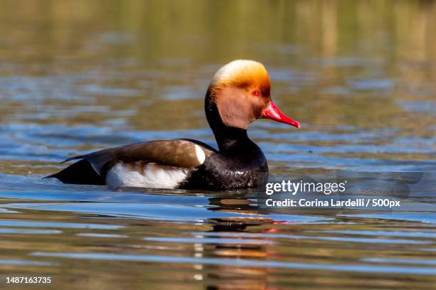 close-up of duck swimming in lake - lardelli stock-fotos und bilder