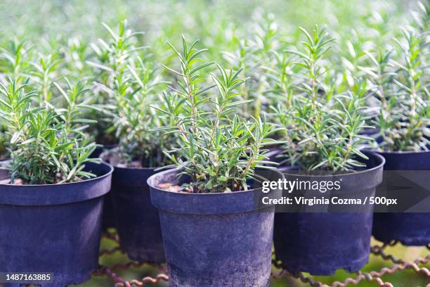 rosemary plant in pot in the natural herb farm nursery plant garden,little fresh rosemary herb is growing in a flower pot indoors,romania - rosemary stock pictures, royalty-free photos & images