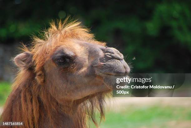 close-up of bactrian dromedary camel,romania - bactrian camel stock pictures, royalty-free photos & images