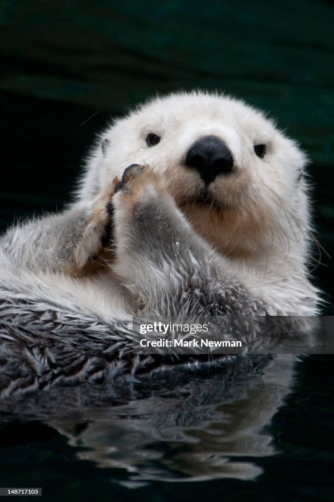 Sea otter.