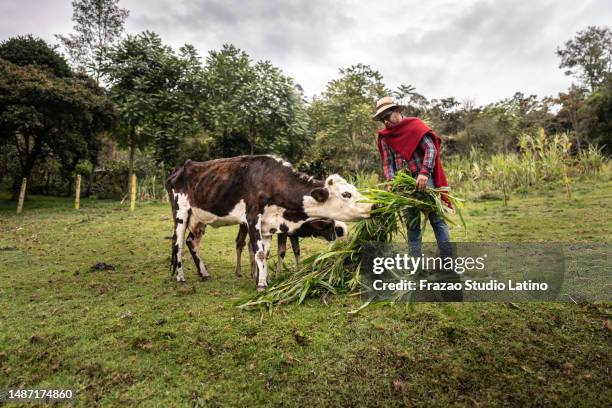 mid adult farmer feeding the cows in the farm - sober leven stockfoto's en -beelden