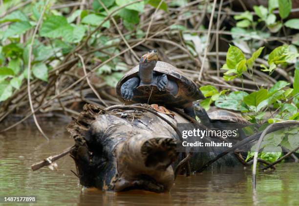 yellow-spotted amazon river turtle - yellow spotted amazon river turtle stock pictures, royalty-free photos & images