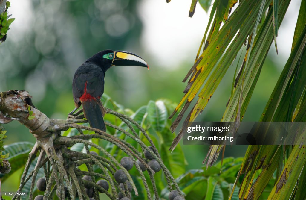Many-banded Aracari
