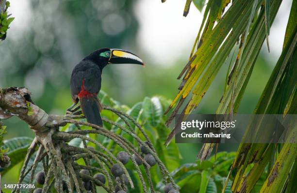 many-banded aracari - toucan 個照片及圖片檔