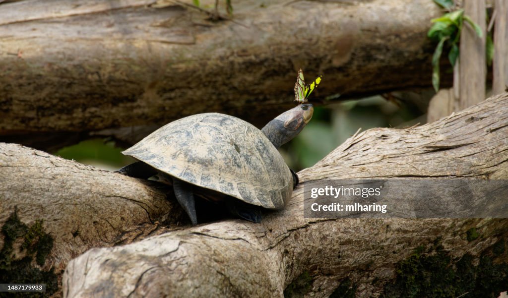 Yellow-spotted Amazon River Turtle