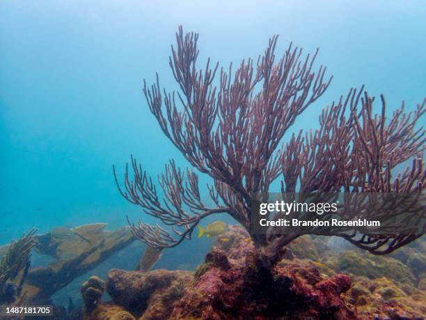Point St. George Reef St George Reef Light Photos and Premium High Res Pictures - Getty Images