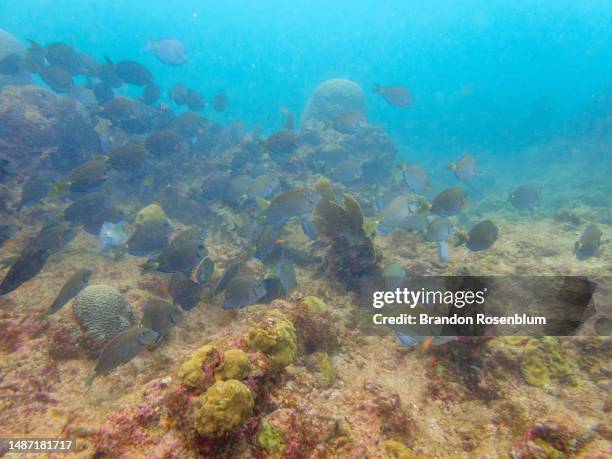 Point St. George Reef 85 St George Reef Light Stock Photos, High-Res Pictures, and Images ...