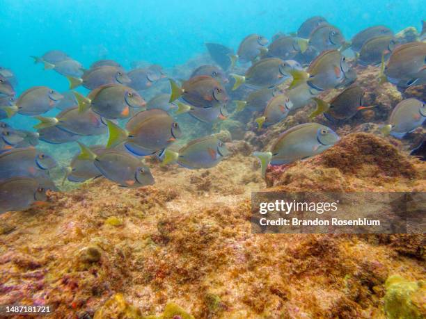 Point St. George Reef 85 St George Reef Light Stock Photos, High-Res Pictures, and Images ...