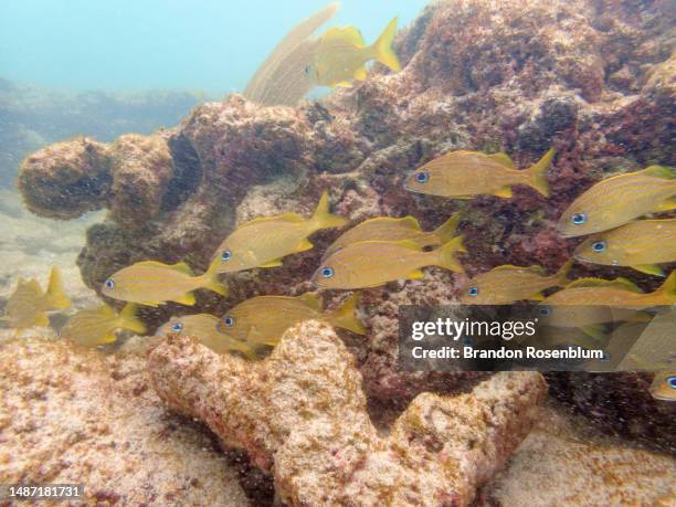 Point St. George Reef 90 St George Reef Light Stock Photos, High-Res Pictures, and Images ...