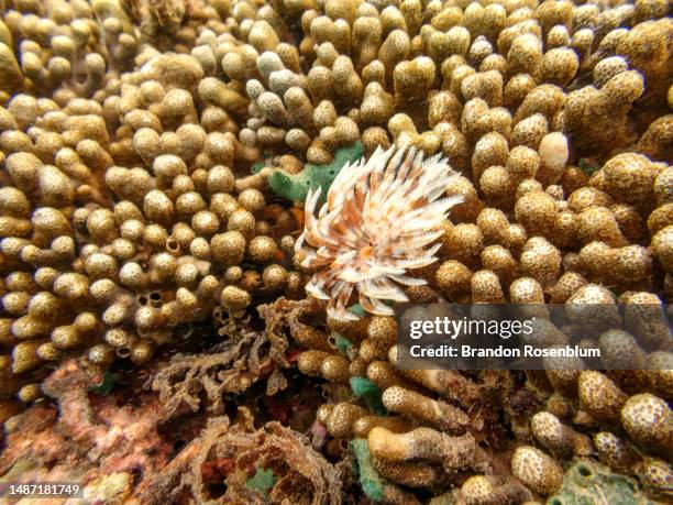 Point St. George Reef 90 St George Reef Light Stock Photos, High-Res Pictures, and Images ...