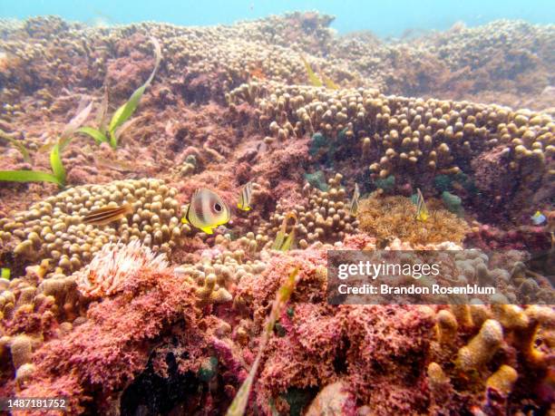 Point St. George Reef 90 St George Reef Light Stock Photos, High-Res Pictures, and Images ...