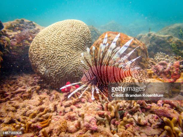 lionfish in the caribbean island nation of grenada - introduced species stock pictures, royalty-free photos & images