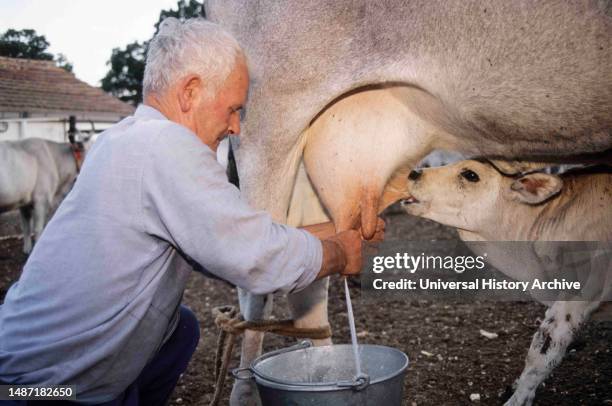 Manual Milking, Vieste, Italy.