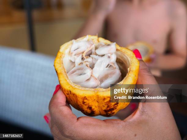 cacao fruit in the caribbean island nation of grenada - seed head stock pictures, royalty-free photos & images