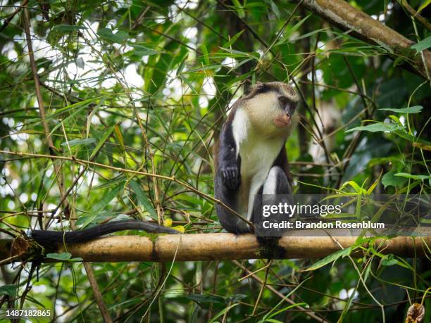 mona monkey in grand etang national park in the caribbean island nation of grenada - mona monkey stock pictures, royalty-free photos & images