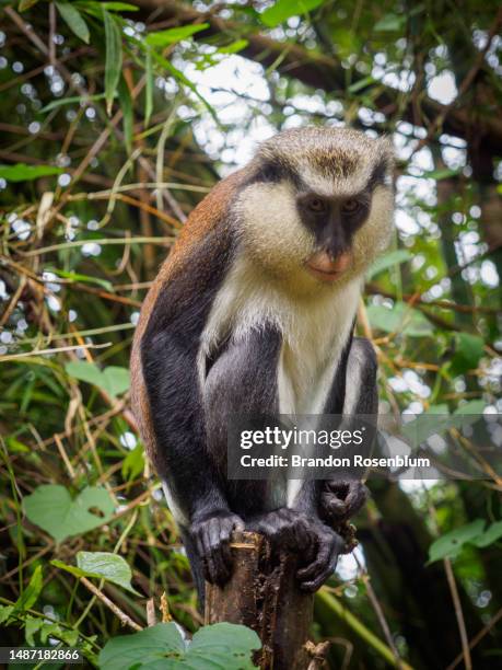 mona monkey in grand etang national park in the caribbean island nation of grenada - mona monkey stock pictures, royalty-free photos & images